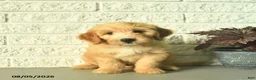Mini Goldendoodle dogs for sale: Natcho  - Ad 1