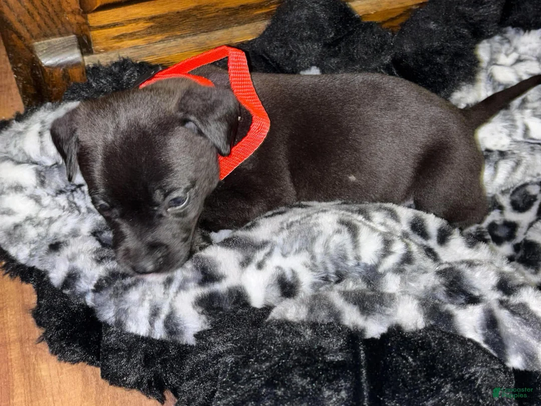 American Pit Bull Terrier dogs for sale: Max - Ad 4