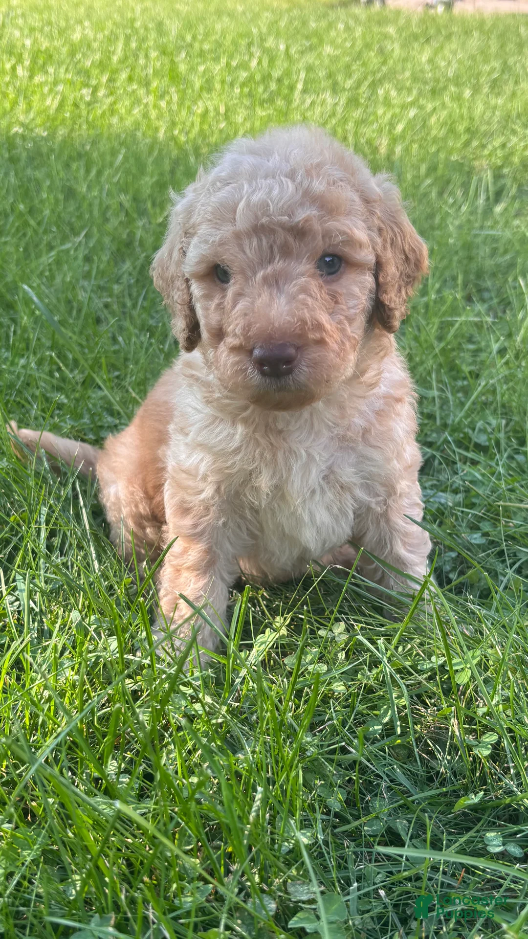Mini Goldendoodle dogs for sale: Gray  - Ad 1