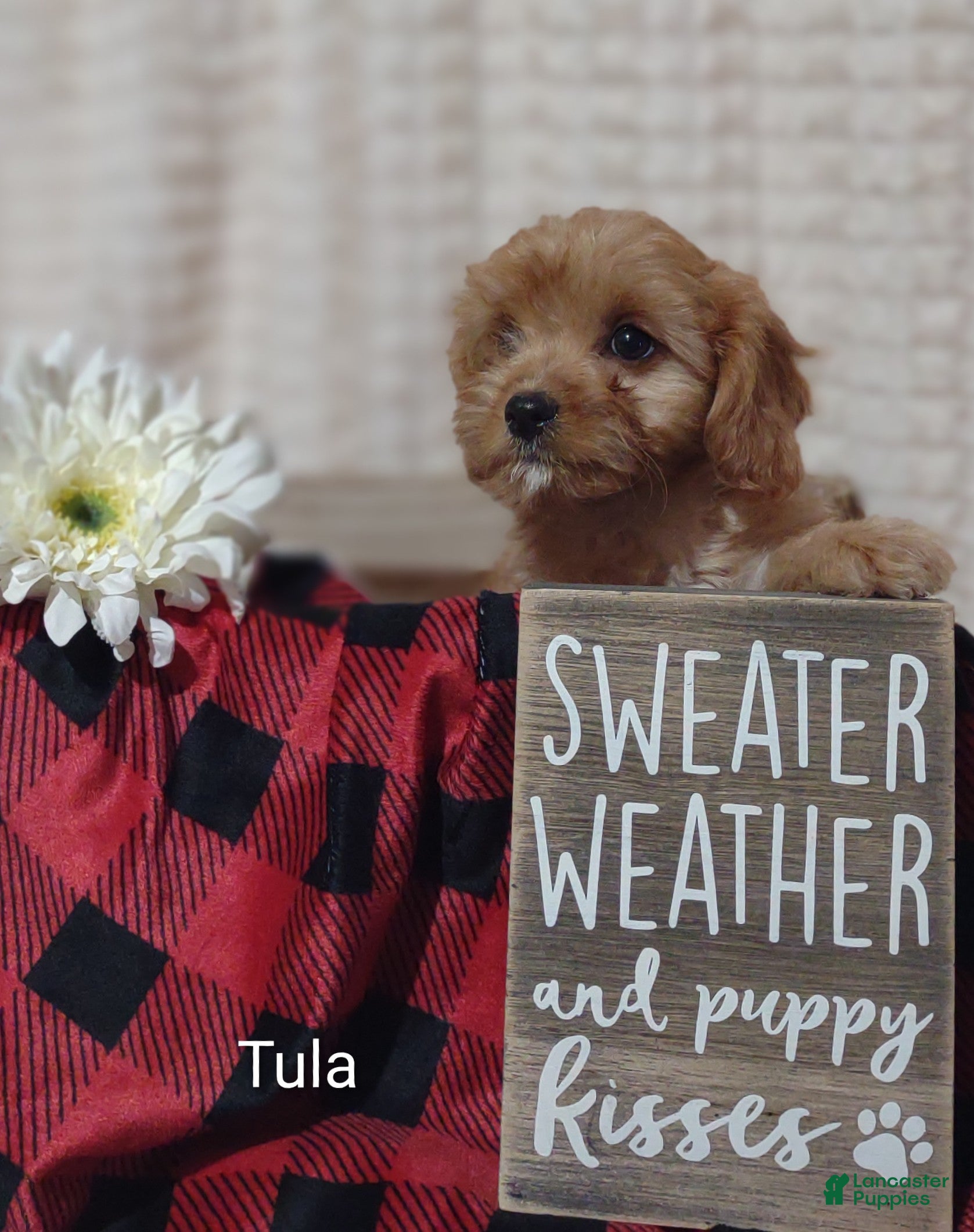 Cavapoo dogs Cavapoo 6 Tula - Ad 1