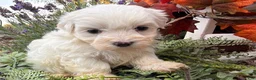 Maltese dogs for sale:  Tilly - Ad 5