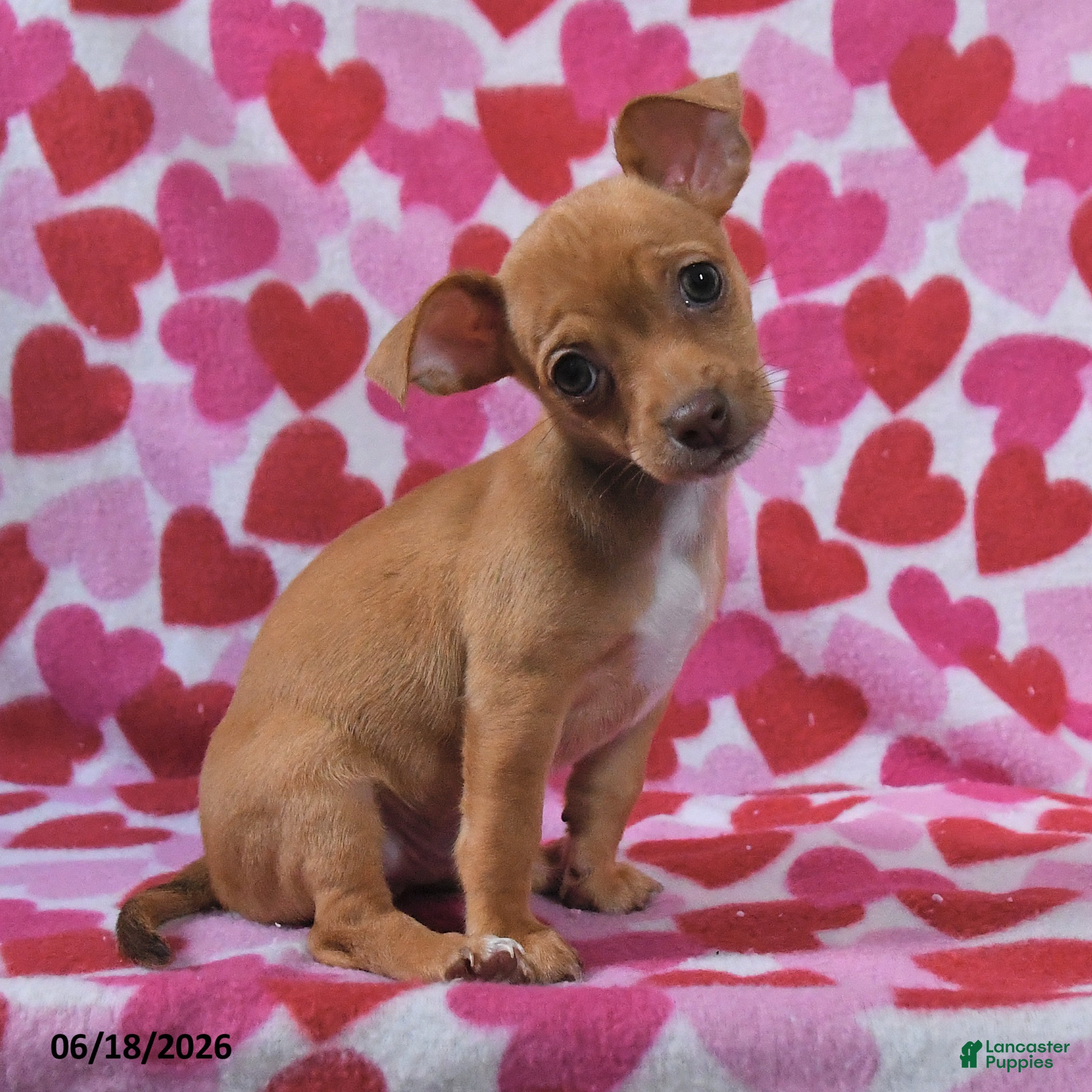 Chihuahua dogs Tucker - Ad 2