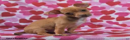 Chihuahua dogs for sale: Tucker - Ad 2