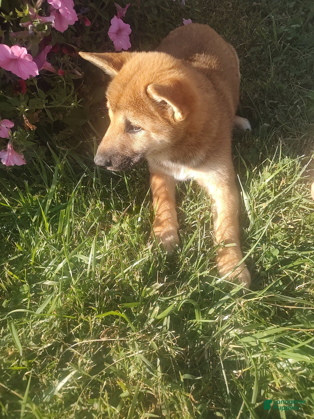 Shiba Inu dogs for sale: Shiba Inu Puppy 1 - Ad 5