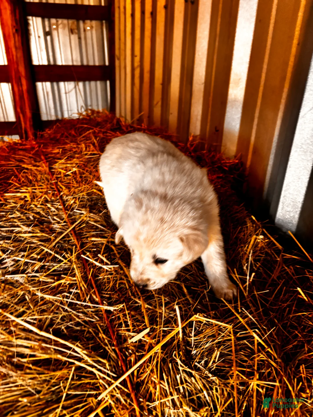 Great Pyrenees dogs for sale: Great Pyrenees Puppy 6 - Ad 2