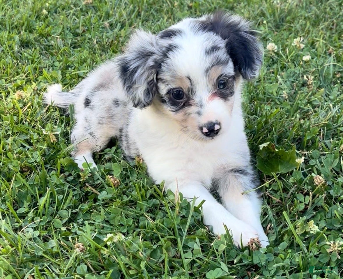 Mini Aussiedoodle dogs for sale: Cash - Ad 3