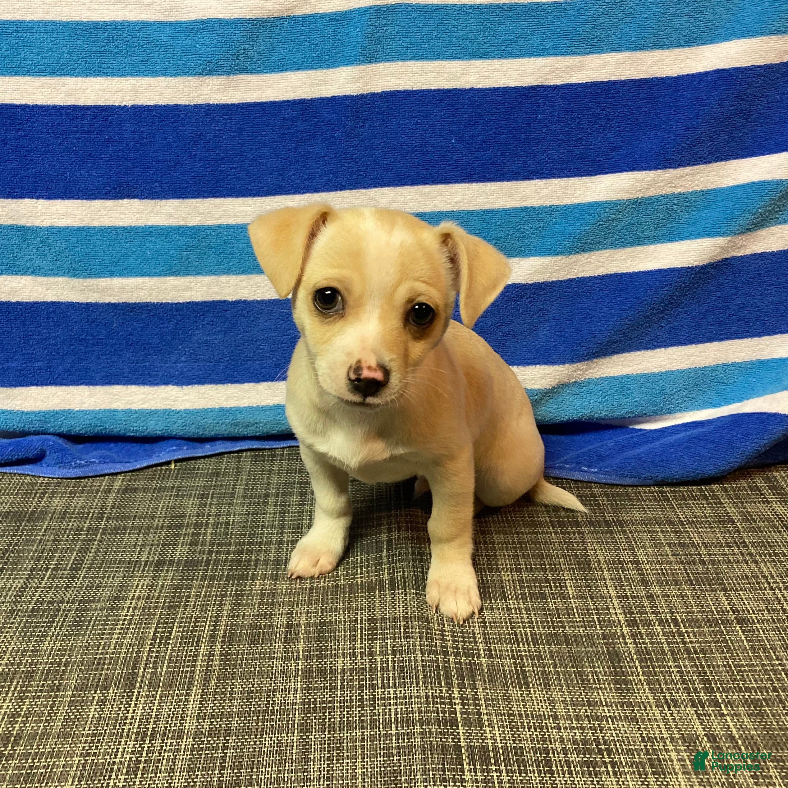 Chihuahua dogs Dexter - Ad 1