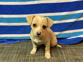 Chihuahua dogs Dexter - Ad 9