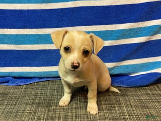 Chihuahua dogs Dexter - Ad 2