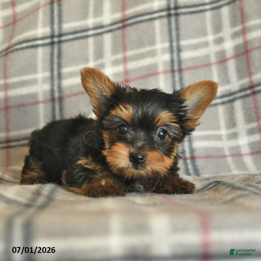 Yorkshire Terrier dogs Lexi  - Ad 2