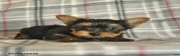 Yorkshire Terrier dogs for sale: Lexi  - Ad 2