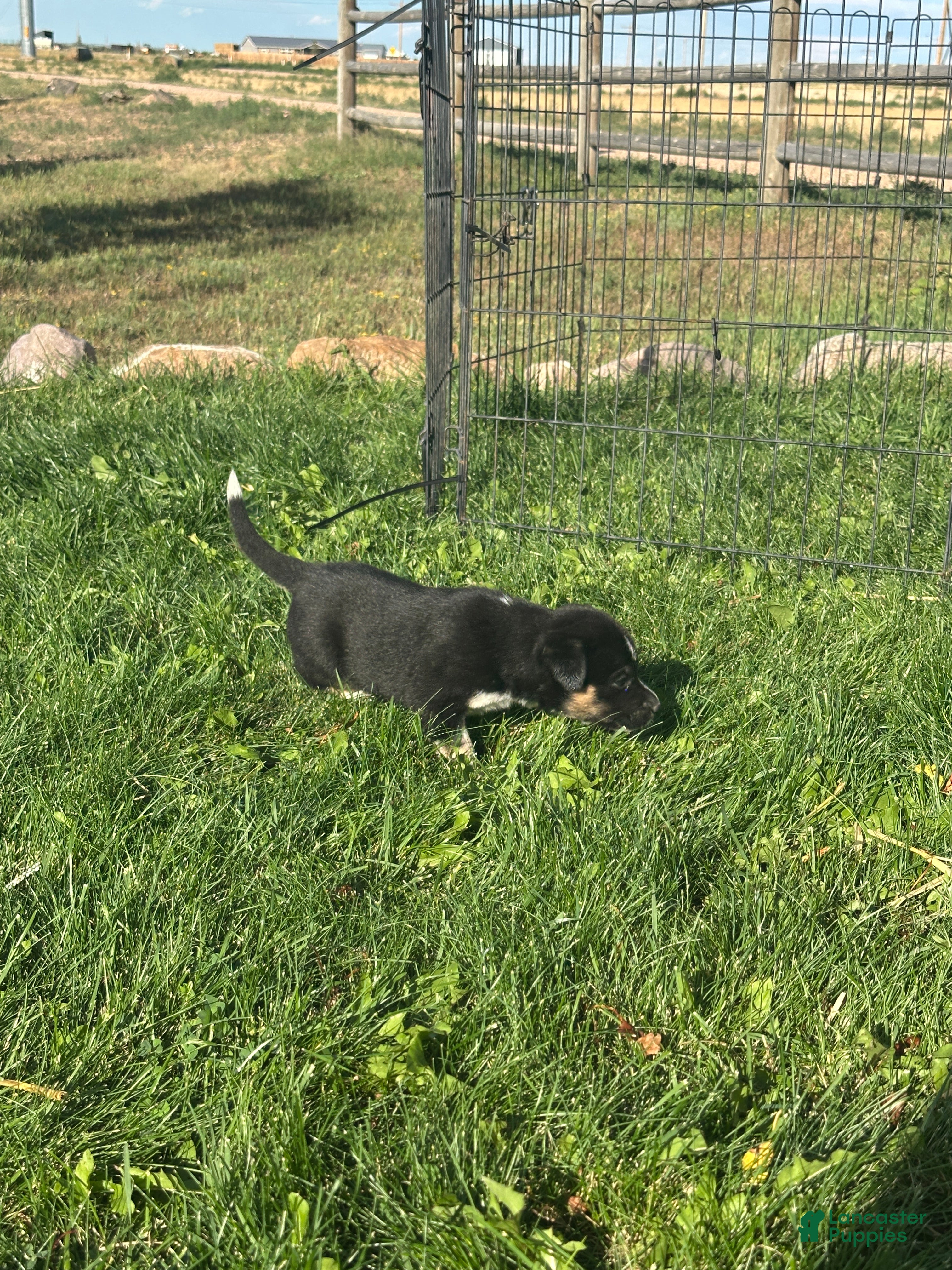 Mixed Breed dogs Tri Girl 2 - Ad 2