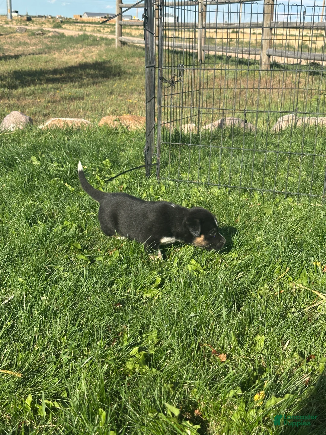 Mixed Breed dogs for sale: Tri Girl 2 - Ad 2