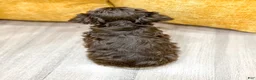 Yorkiepoo dogs for sale: Cookie - Ad 4