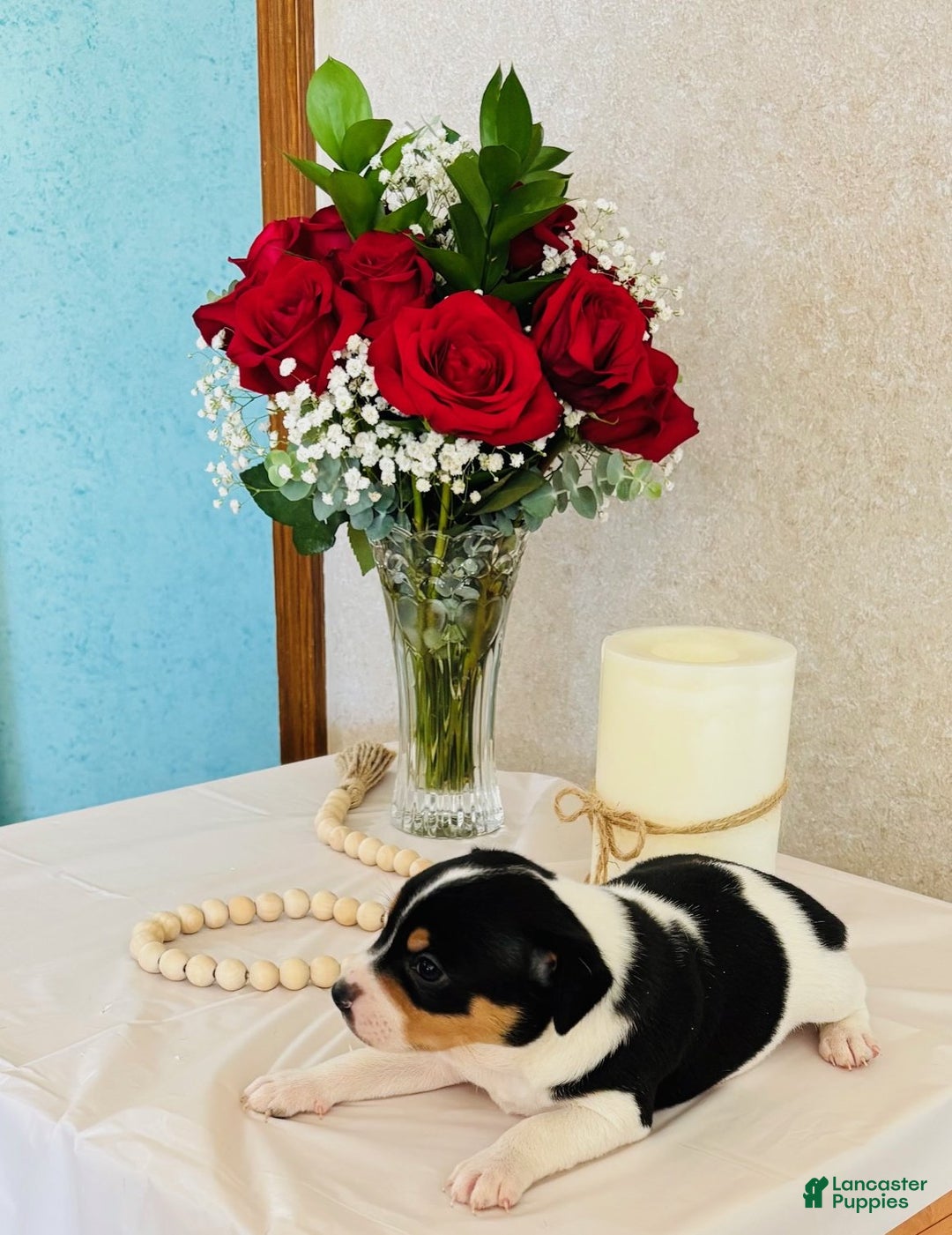 Rat Terrier dogs for sale: Storm - Ad 2