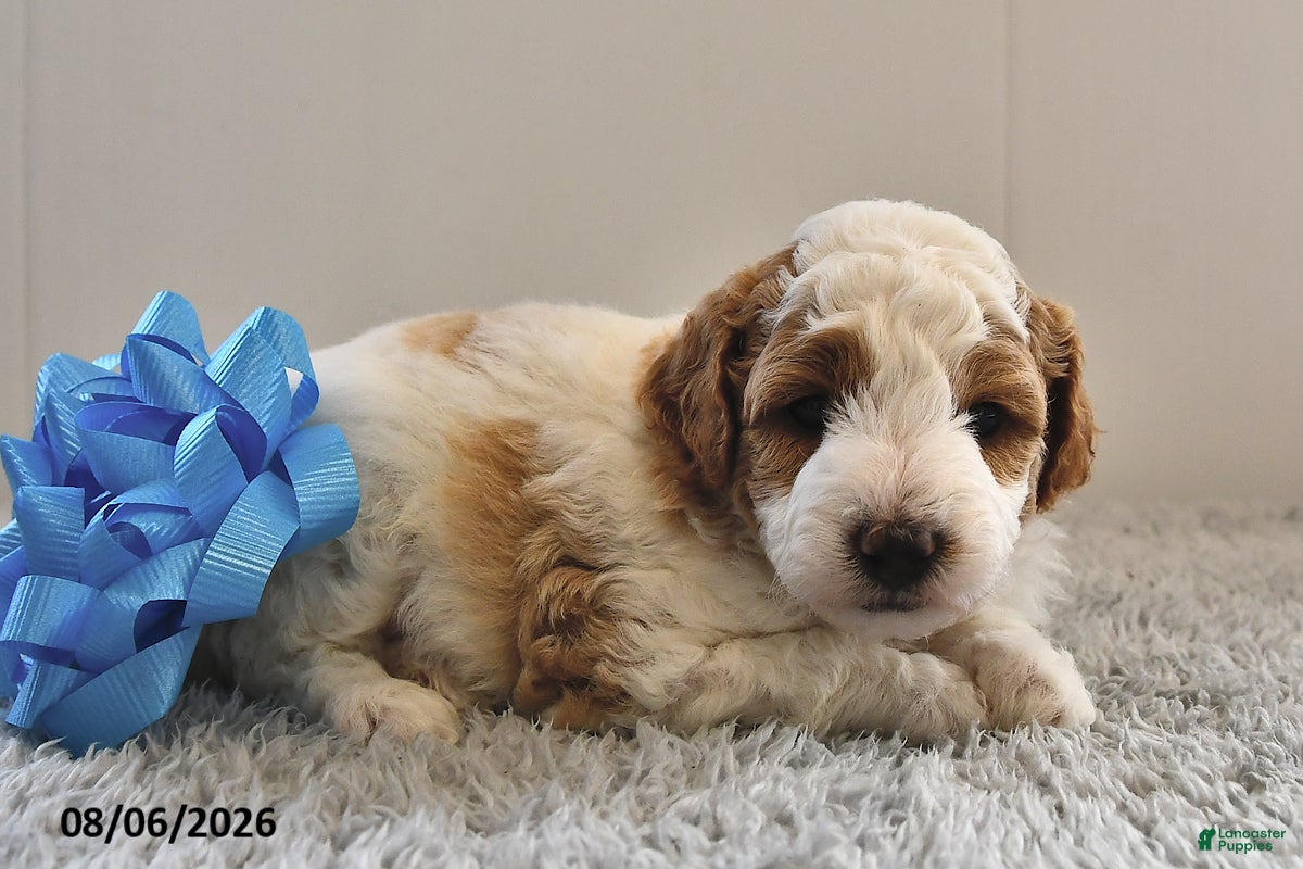 Mini Goldendoodle dogs Leo - Ad 1