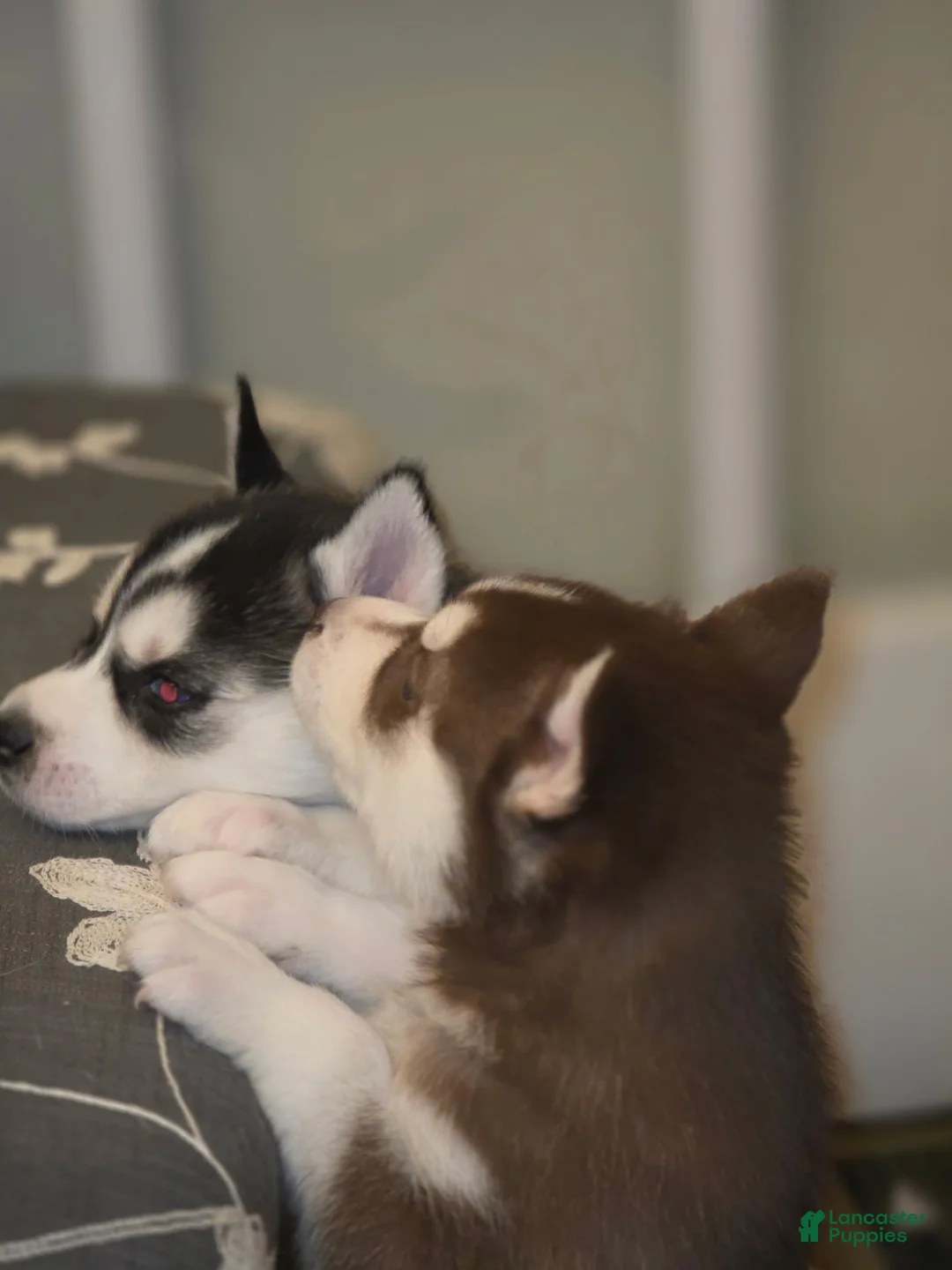 Siberian Husky dogs for sale: Sasha - Ad 7