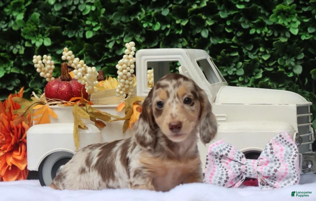Miniature Dachshund dogs for sale: Dottie  - Ad 1