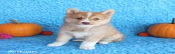Pomsky dogs for sale: Wolf  - Ad 1