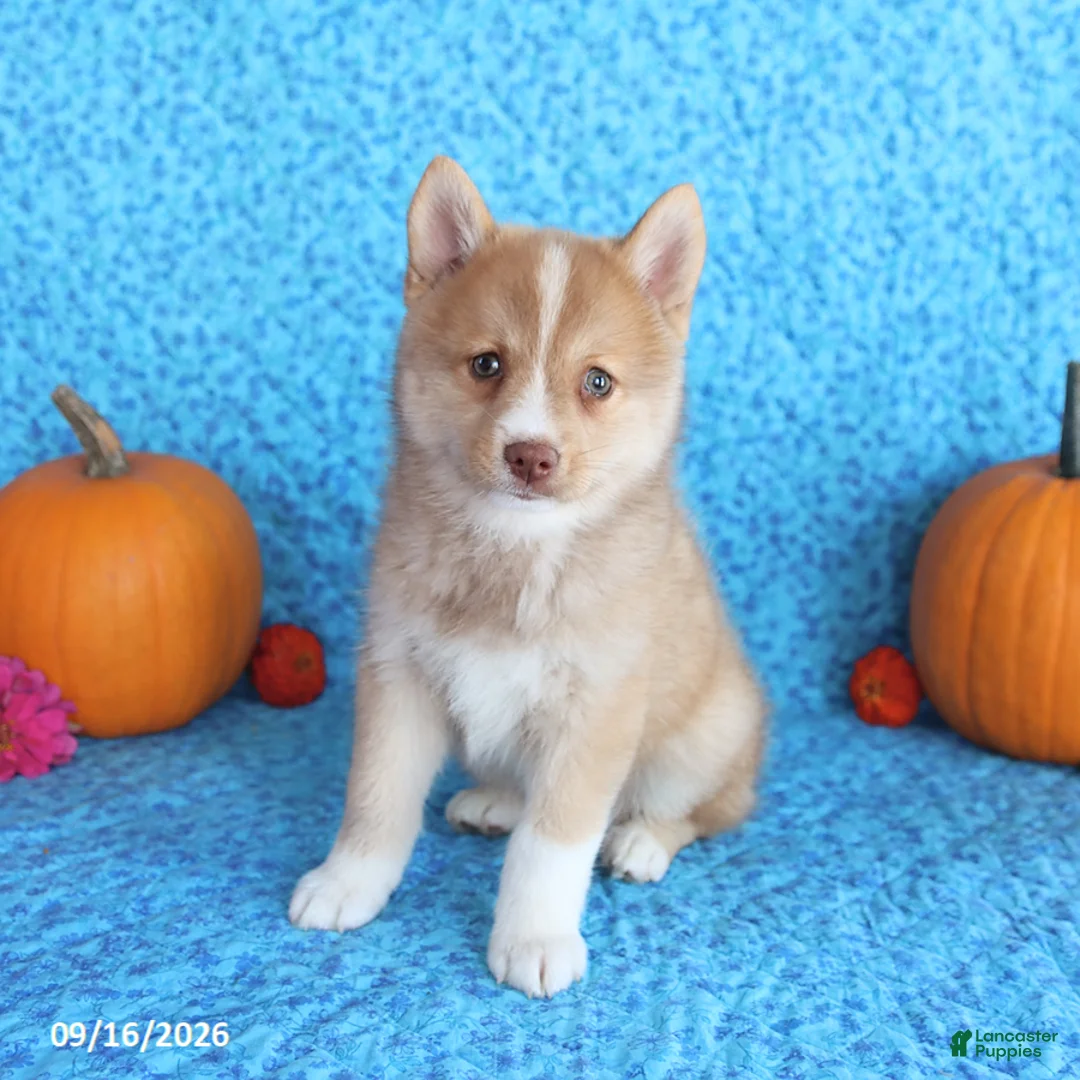 Pomsky dogs for sale: Wolf  - Ad 1