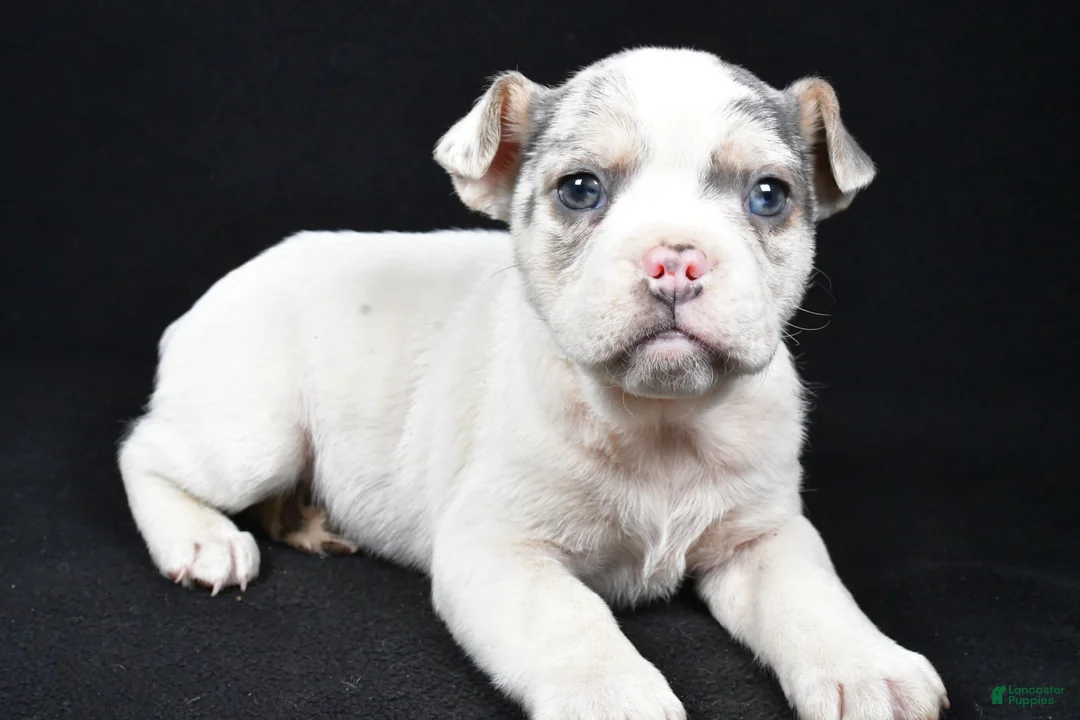 Beabull dogs for sale: Pedro - Ad 8