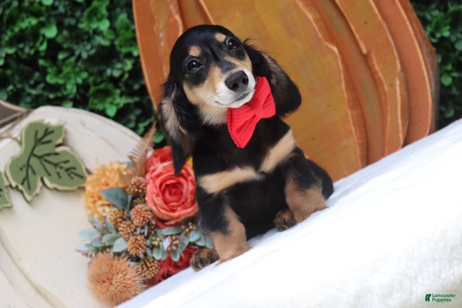 Miniature Dachshund dogs Miniature Dachshund 1 - Ad 2