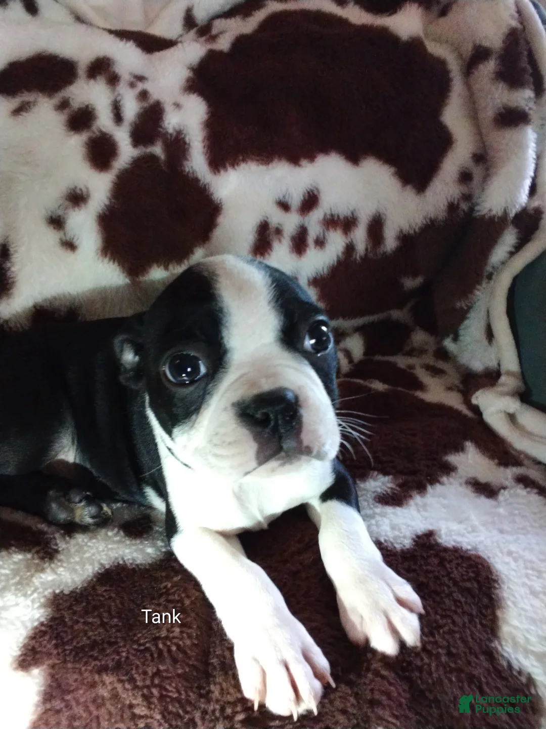 Boston Terrier dogs for sale: Boston Terrier Puppy 3 - Ad 2
