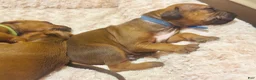 Rhodesian Ridgeback dogs for sale: Rhodesian Ridgeback Puppy 4 - Ad 13