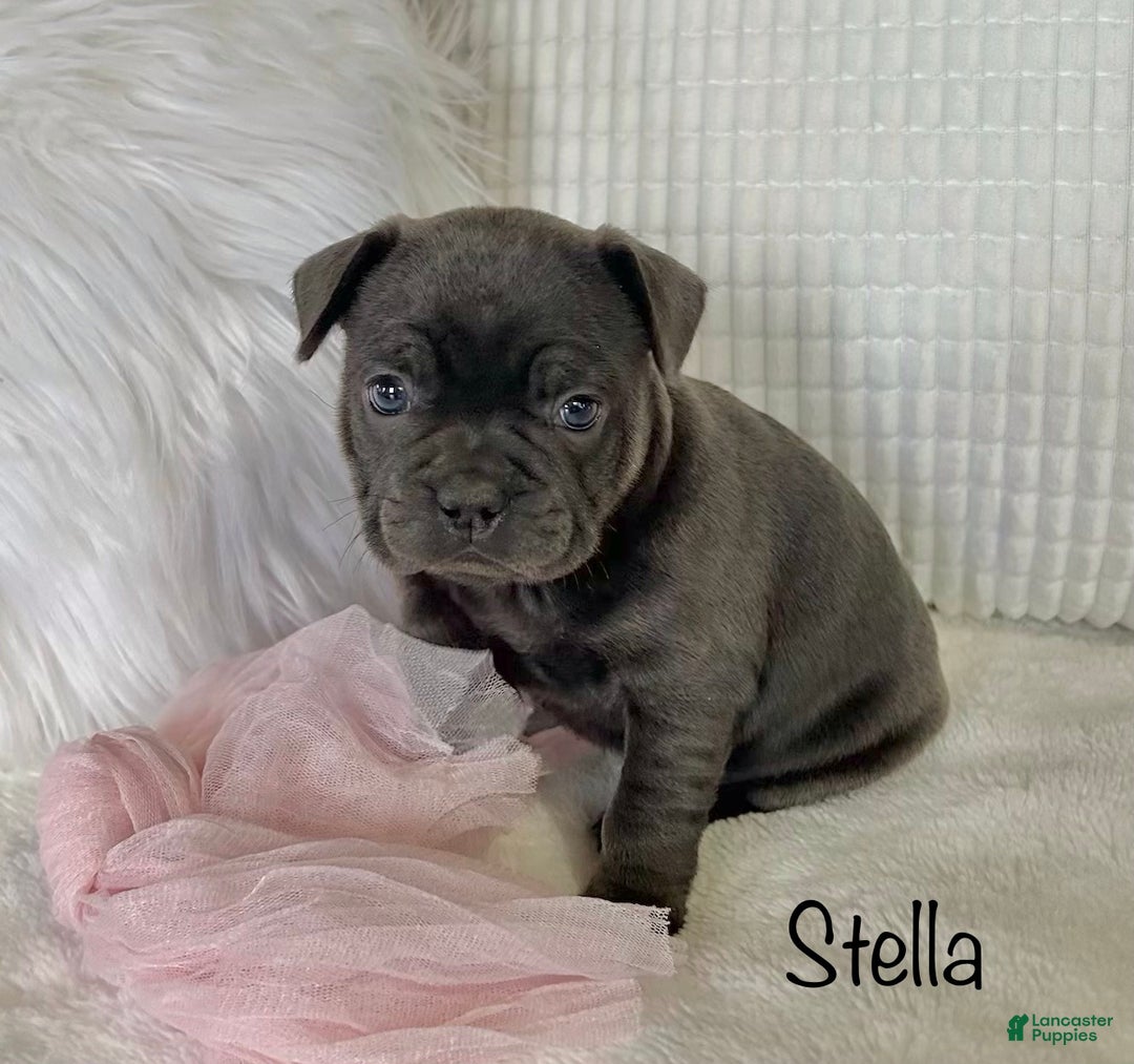 Mixed Breed dogs for sale: Stella - Ad 5