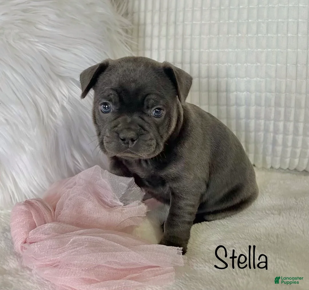 Mixed Breed dogs for sale: Stella - Ad 3