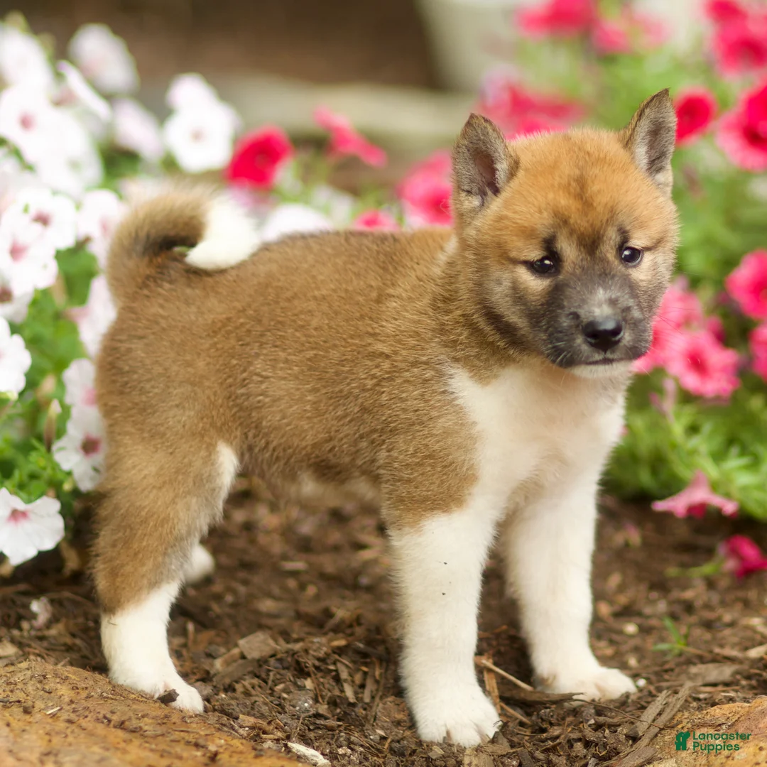 Shiba Inu dogs for sale: Larson - Ad 3