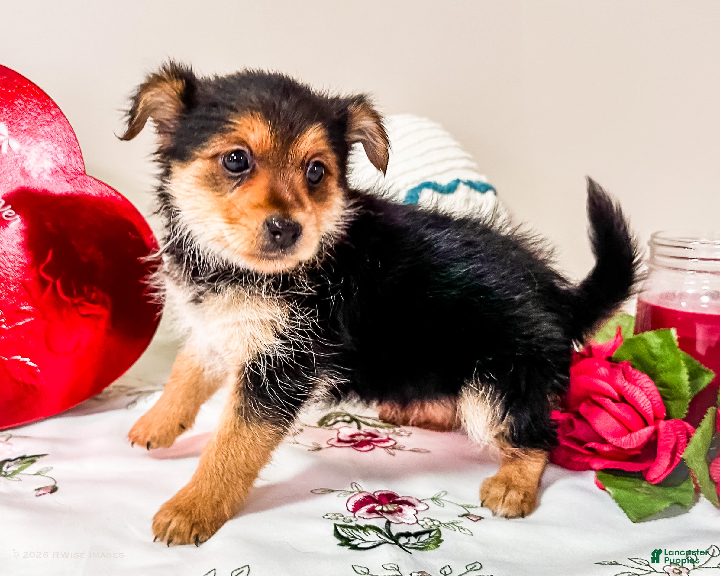 Mixed Breed dogs Mercury - Ad 2