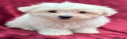Maltese dogs for sale: Maltese 1 - Ad 2