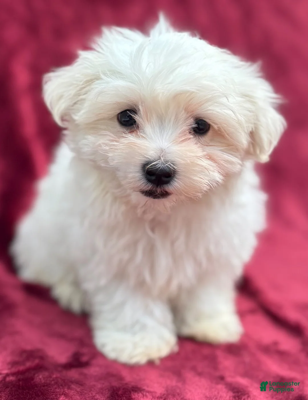 Maltese dogs for sale: Maltese 1 - Ad 2