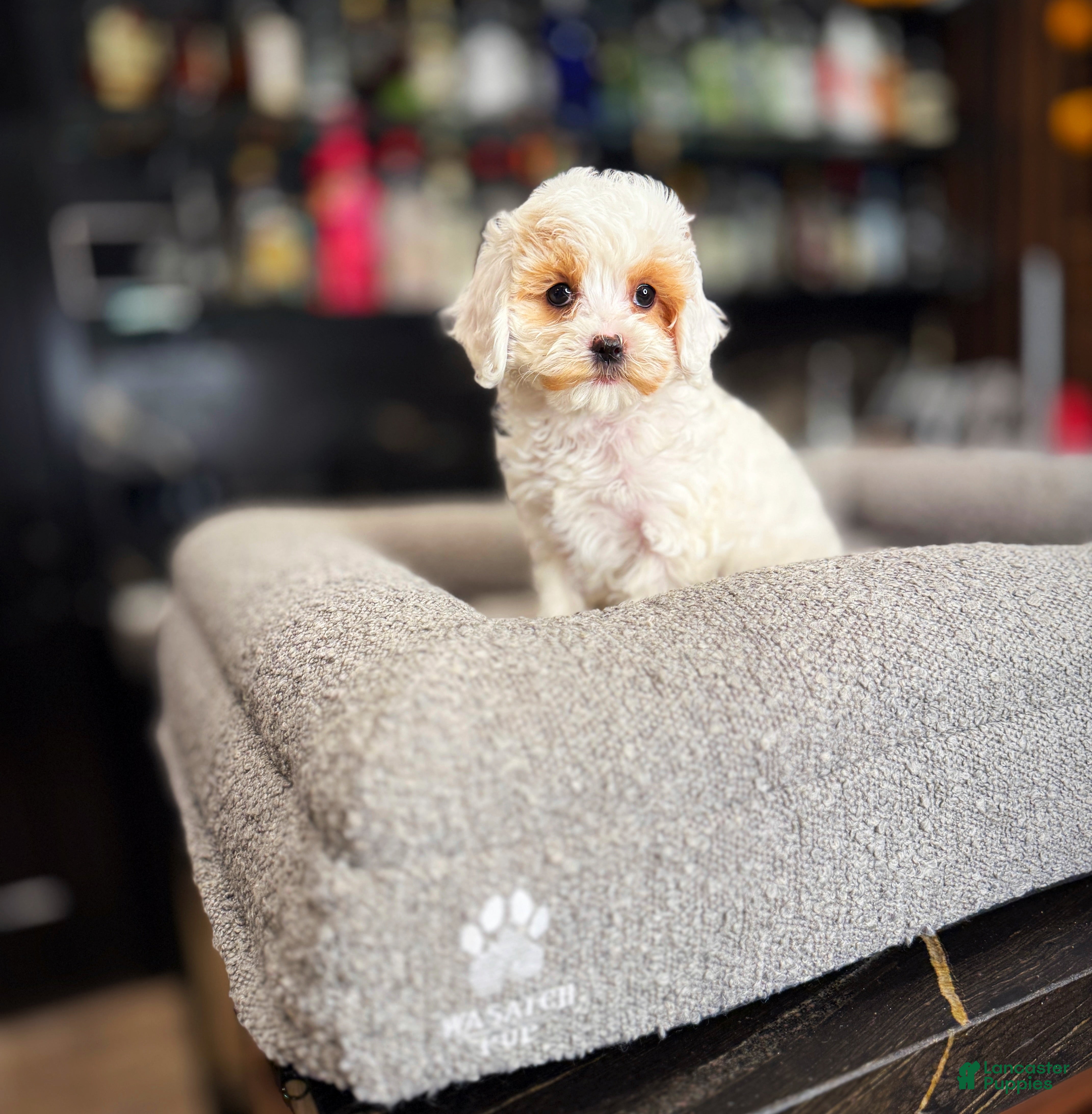 Cavapoo dogs Lilly - Ad 1