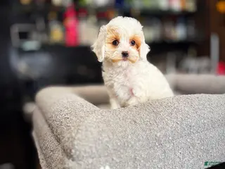 Cavapoo dogs for sale: Lilly - Ad 4