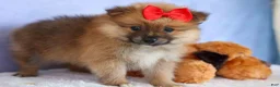 Pomeranian dogs for sale: Fabio  - Ad 11