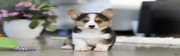 Welsh Corgi Pembroke dogs for sale: Princess - Ad 5