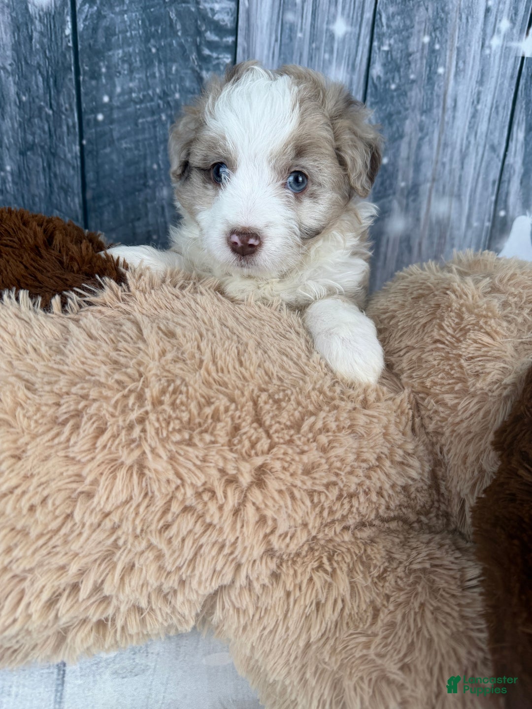 Aussiedoodle dogs for sale: Heidi - Ad 9