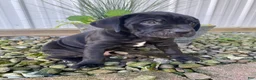 Cane Corso dogs for sale: Jeriah - Ad 4