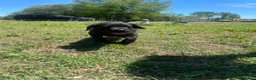 Labrador Retriever dogs for sale: Labrador Retriever Puppy 3 - Ad 2