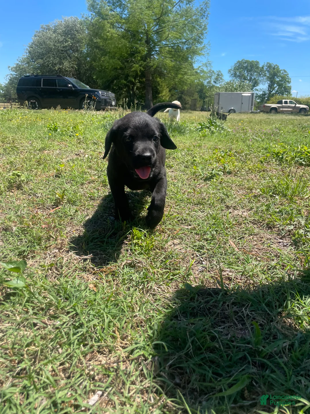 Labrador Retriever dogs for sale: Labrador Retriever Puppy 3 - Ad 2