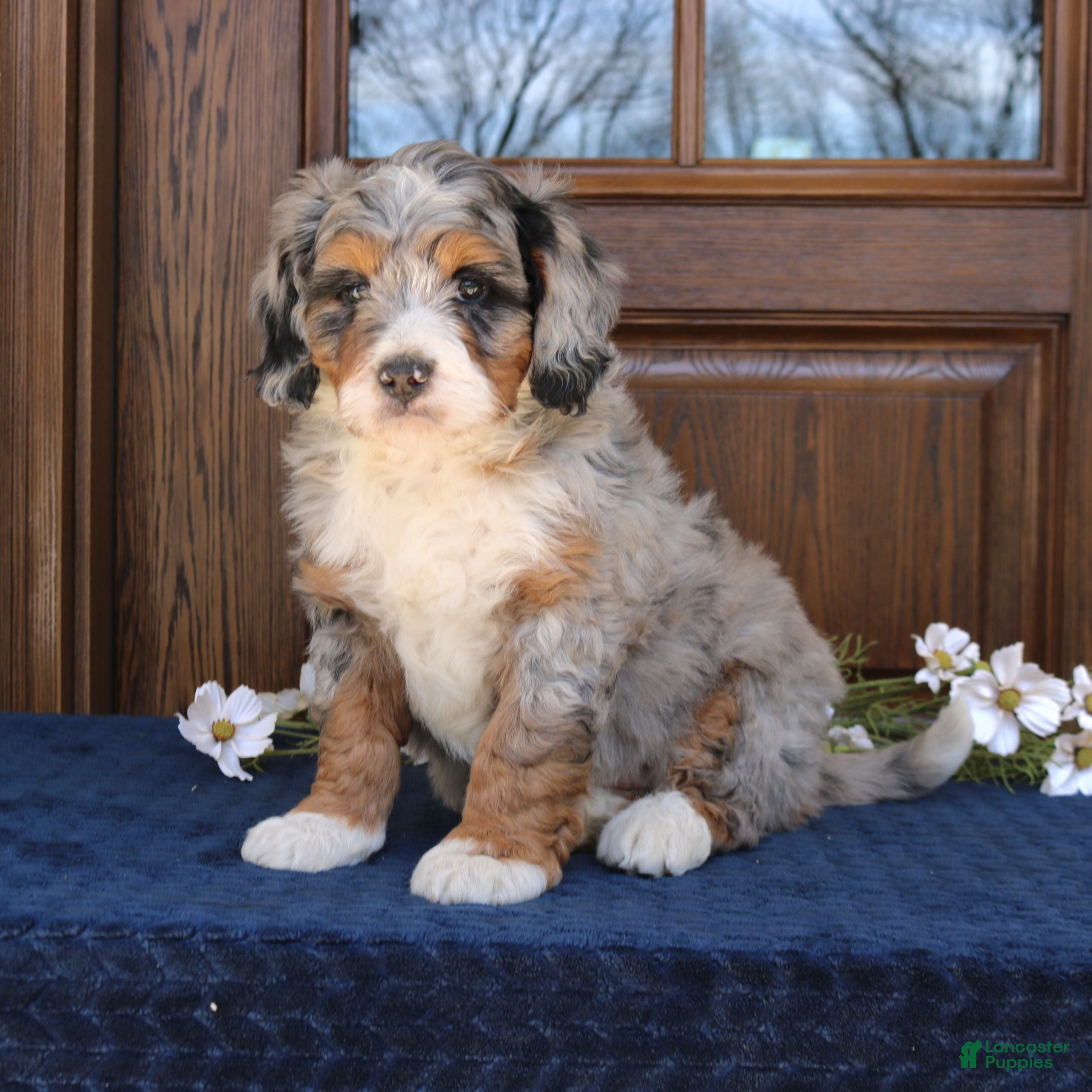 Mini Bernedoodle dogs Jordan  - Ad 1