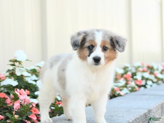 Miniature Australian Shepherd dogs Jett - Ad 41