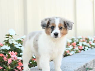 Miniature Australian Shepherd dogs Jett - Ad 23