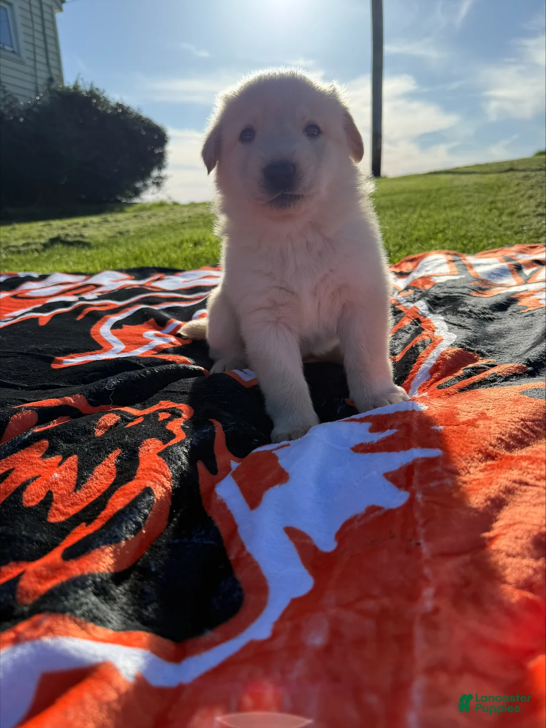 Sheprador dogs for sale: Marshmallow - Ad 1