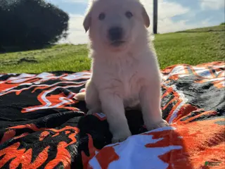 Sheprador dogs Marshmallow - Ad 5