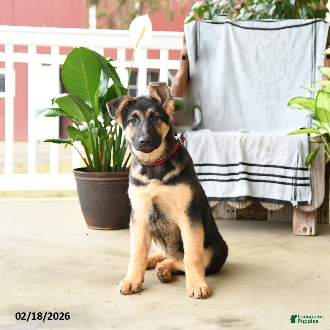 German Shepherd dogs for sale: Nina - Ad 4