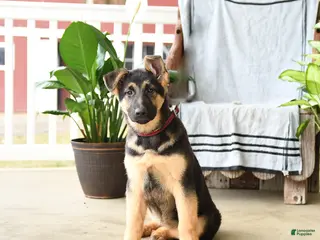 German Shepherd dogs for sale: Nina - Ad 2