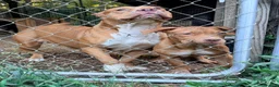 American Bully dogs for sale: Rose Red 🌹America Bully  - Ad 9